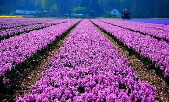 常在花間走活過九十九 五種有美容功能的鮮花