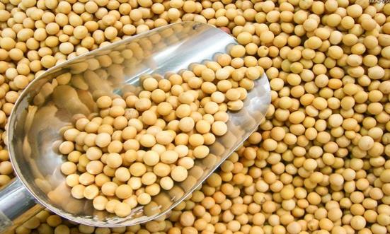 用大豆異黃酮類產(chǎn)品來保養(yǎng)身體 大豆異黃酮對人體的7大作用
