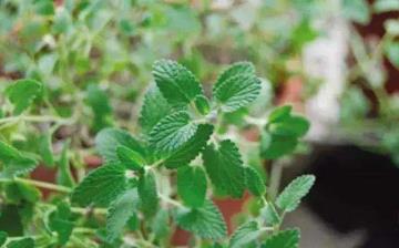 【防蚊植物】驅蚊植物_室內盆栽防蚊_種什么植物可以驅蚊防蚊_驅蚊子最有效的方法