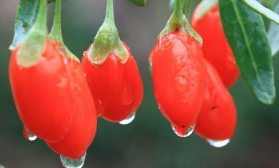 每天吃枸杞的好處 保護心臟幫助減輕體重