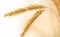 別嫌全麥粉黑黑點更健康 美味低糖全麥粉雙色饅頭做法