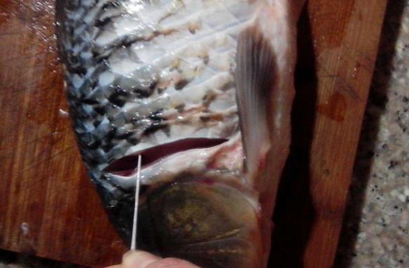 做魚有土腥味怎么去除 魚怎么做沒有土腥味