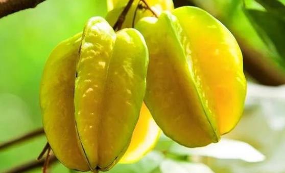 吃楊桃能補充各種身體元素 吃楊桃的注意事項