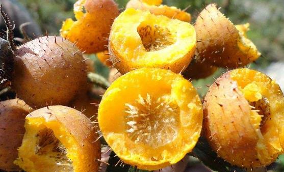 刺梨有維生素C之王的稱號 食用刺梨的八種好處