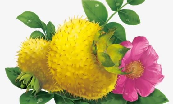 刺梨有維生素C之王的稱號 食用刺梨的八種好處