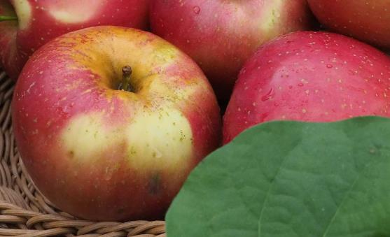 吃蘋果對身體健康帶來的好處 蘋果煮著吃也有養(yǎng)生功效