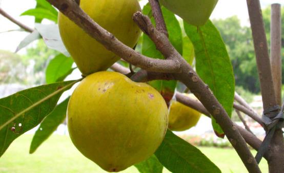 吃蛋黃果有講究 濕熱體質(zhì)淤血體質(zhì)的人不能吃