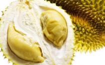 榴蓮有流連忘返的美譽 榴蓮食用時的注意事項：
