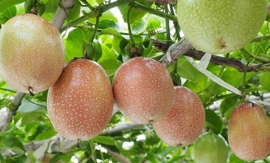 百香果的功效和作用 百香果可以清除人體自由基養顏抗衰老