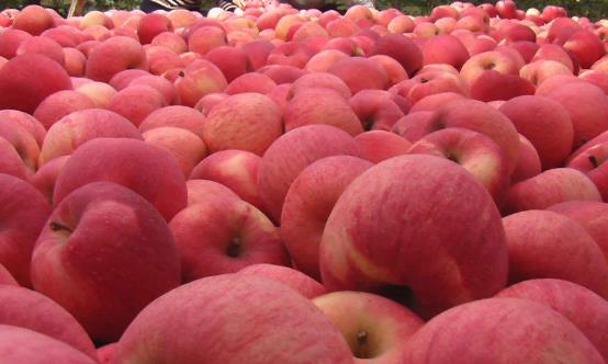 常吃蘋果使人心情愉悅 不必太糾結吃蘋果早上還是晚上好 