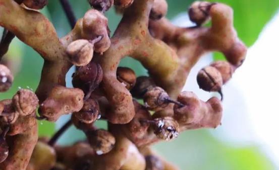 拐棗味道酸甜誘人 拐棗的正確吃法