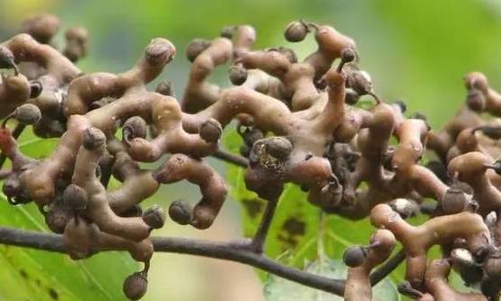 拐棗味道酸甜誘人 拐棗的正確吃法