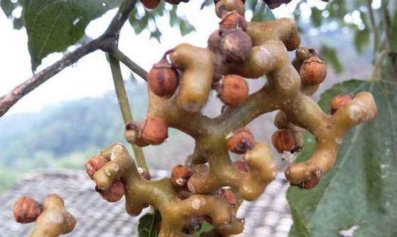 拐棗味道酸甜誘人 拐棗的正確吃法