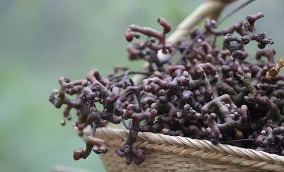 拐棗味道酸甜誘人 拐棗的正確吃法