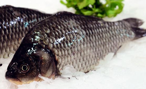 喝鯽魚湯可以調節腸胃 烹制奶白鯽魚湯的秘訣及禁忌