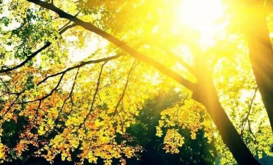 杜仲花生煲雞腳湯補陽氣 推薦生活中可以升養陽氣的方法