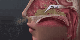 春季鼻敏感，兒科專家鮑秀蘭給大家支招！