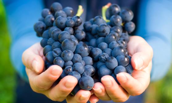 葡萄上的白霜是什么 葡萄白霜不清洗干凈吃了對身體有害嗎