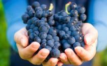 葡萄上的白霜是什么 葡萄白霜不清洗干凈吃了對(duì)身體有害嗎