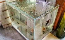 家中放魚缸有利于身體健康 給養(yǎng)魚新手的一些建議