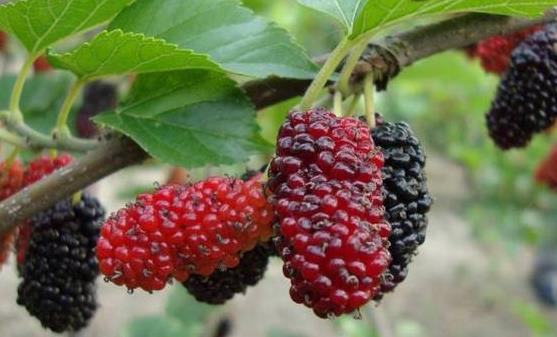 日常保健具有滋陰功效的10種食物 春秋季節食用更好