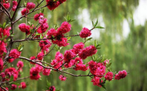 足太醫(yī)丨春日好時光，養(yǎng)生正當(dāng)時