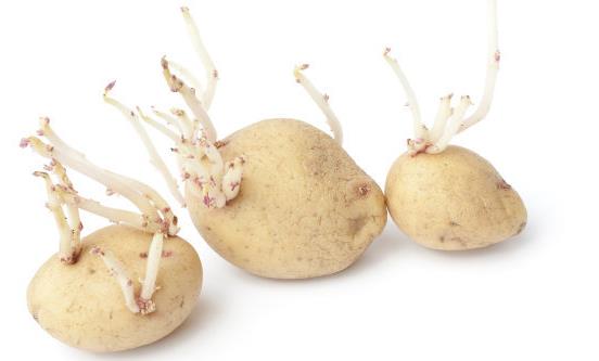 保存土豆不發綠不長牙妙招 普通家庭存放土豆的禁忌