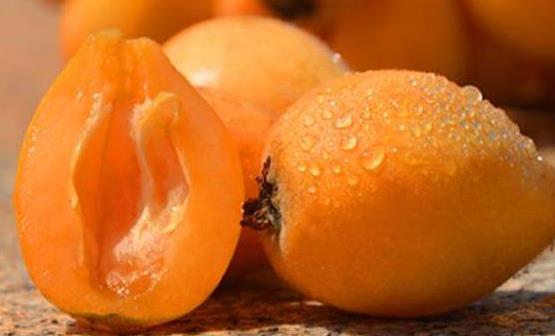 枇杷果是營養保健的養生水果 枇杷治咳嗽食療方推薦