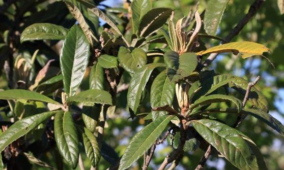 枇杷果是營養保健的養生水果 枇杷治咳嗽食療方推薦