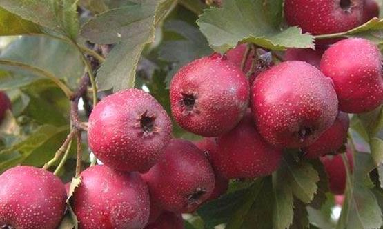 推薦治療關節炎的12個偏方 治療關節炎有效果