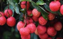 ?水果營養高但不是越多越好 8種水果不宜大量食用