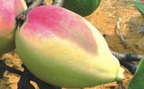 ?宣木瓜能延緩衰老抗菌消炎 宣木瓜的食用方法