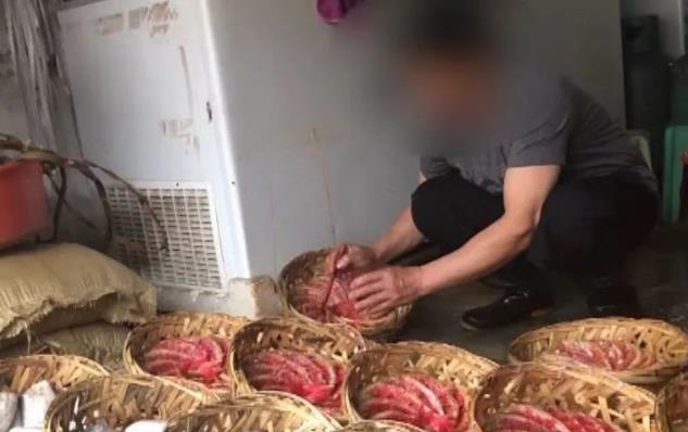 無良商販用色素給三蘇紅魚上色,用手輕輕一摸,手還會被染紅