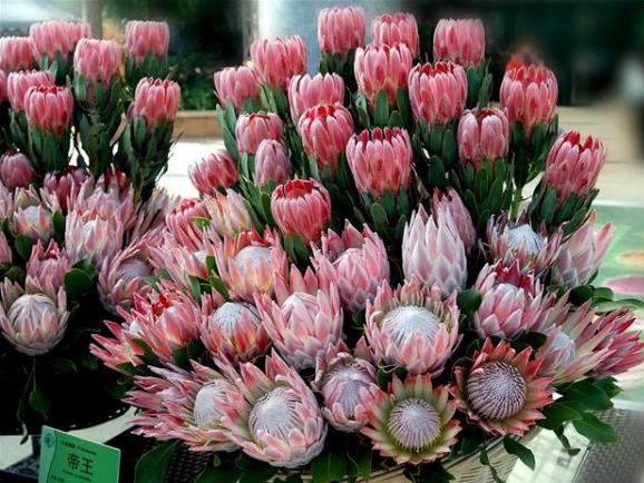 帝王花如何養(yǎng)殖？習性是什么？學會這幾點帝王花養(yǎng)起來不難！