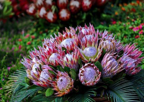 帝王花如何養(yǎng)殖？習性是什么？學會這幾點帝王花養(yǎng)起來不難！