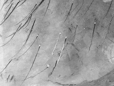 為什么帶魚不能人工養殖？帶魚是深海魚嗎？有什么營養價值