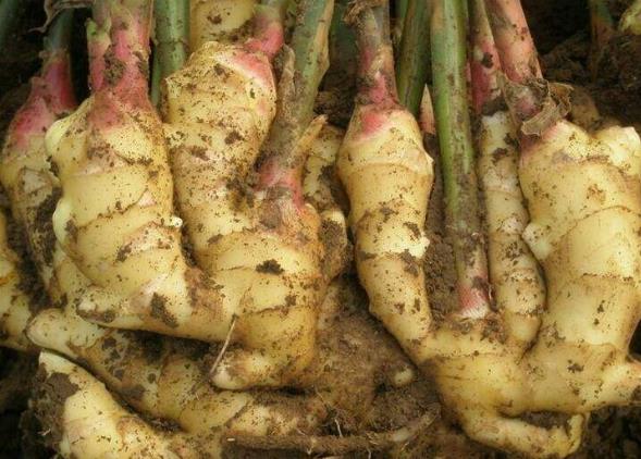 生姜放久了失去水分干巴巴的，這樣保存，可以吃一年新鮮生姜