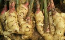 生姜放久了失去水分干巴巴的，這樣保存，可以吃一年新鮮生姜