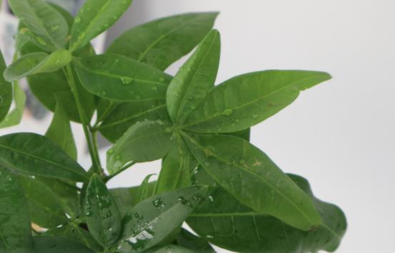 小盆栽的發(fā)財樹能長大嗎 發(fā)財樹小盆栽怎么養(yǎng)