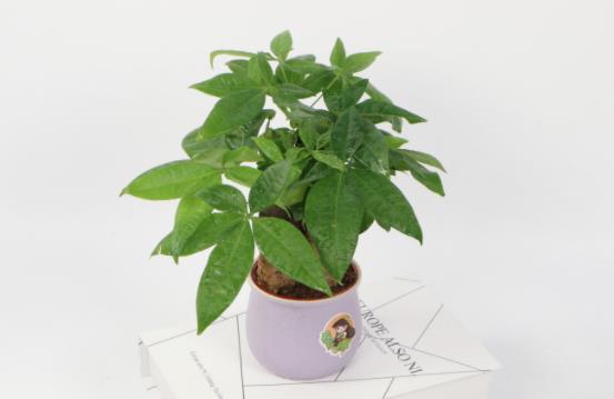 小盆栽的發(fā)財樹能長大嗎 發(fā)財樹小盆栽怎么養(yǎng)