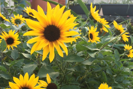 向日葵的花的寓意及保養攻略大全