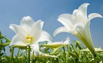 ?百合花的花語和寓意是什么？百合花語大全