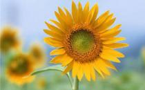 ?花藝插花教程~向日葵的花的寓意及其保養小常識