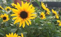 ?向日葵的花的寓意及保養攻略大全