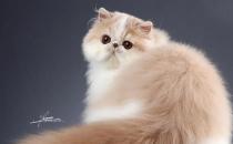 牛蛙價格最新市場價格